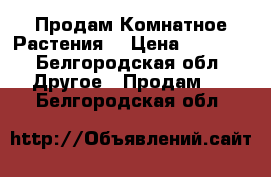 Продам Комнатное Растения  › Цена ­ 3 500 - Белгородская обл. Другое » Продам   . Белгородская обл.